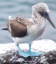 The Blue Footed Booby